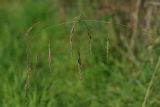 Festuca gigantea