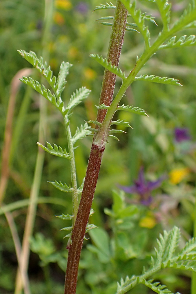 Image of Anthemis tinctoria specimen.