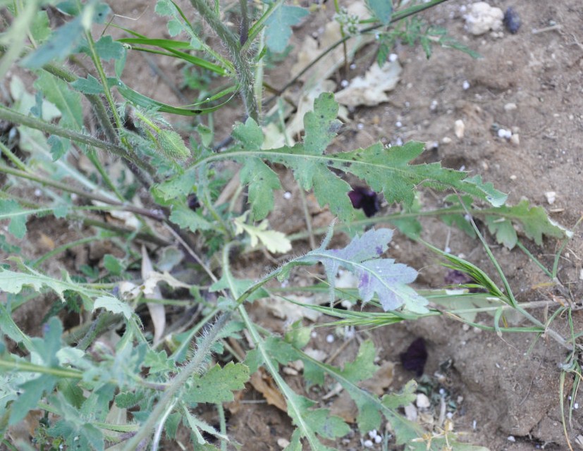 Изображение особи Papaver rhoeas.