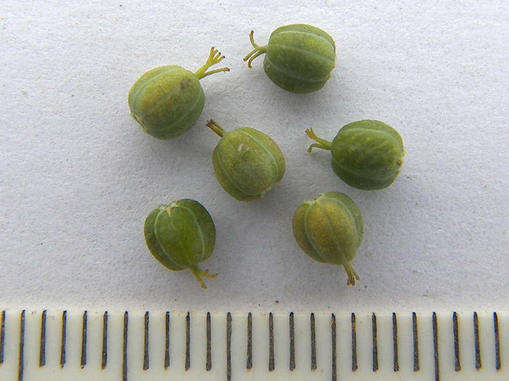 Image of Euphorbia seguieriana specimen.