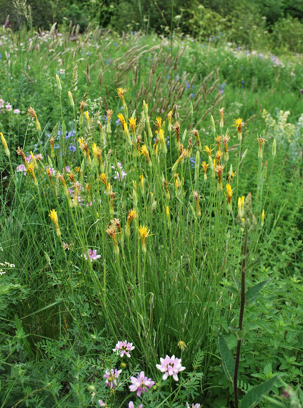 Image of Scorzonera stricta specimen.