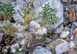 Astragalus pterocephalus