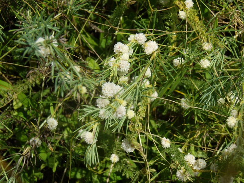 Image of Cuscuta planiflora specimen.