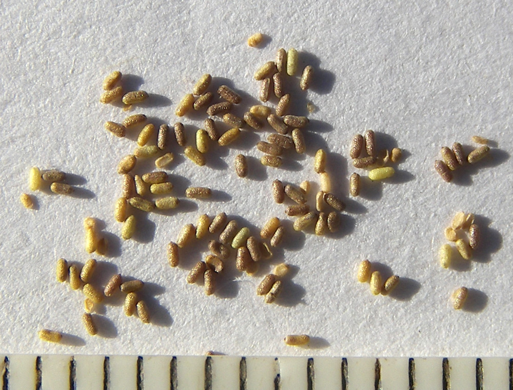 Image of Hypericum tetrapterum specimen.