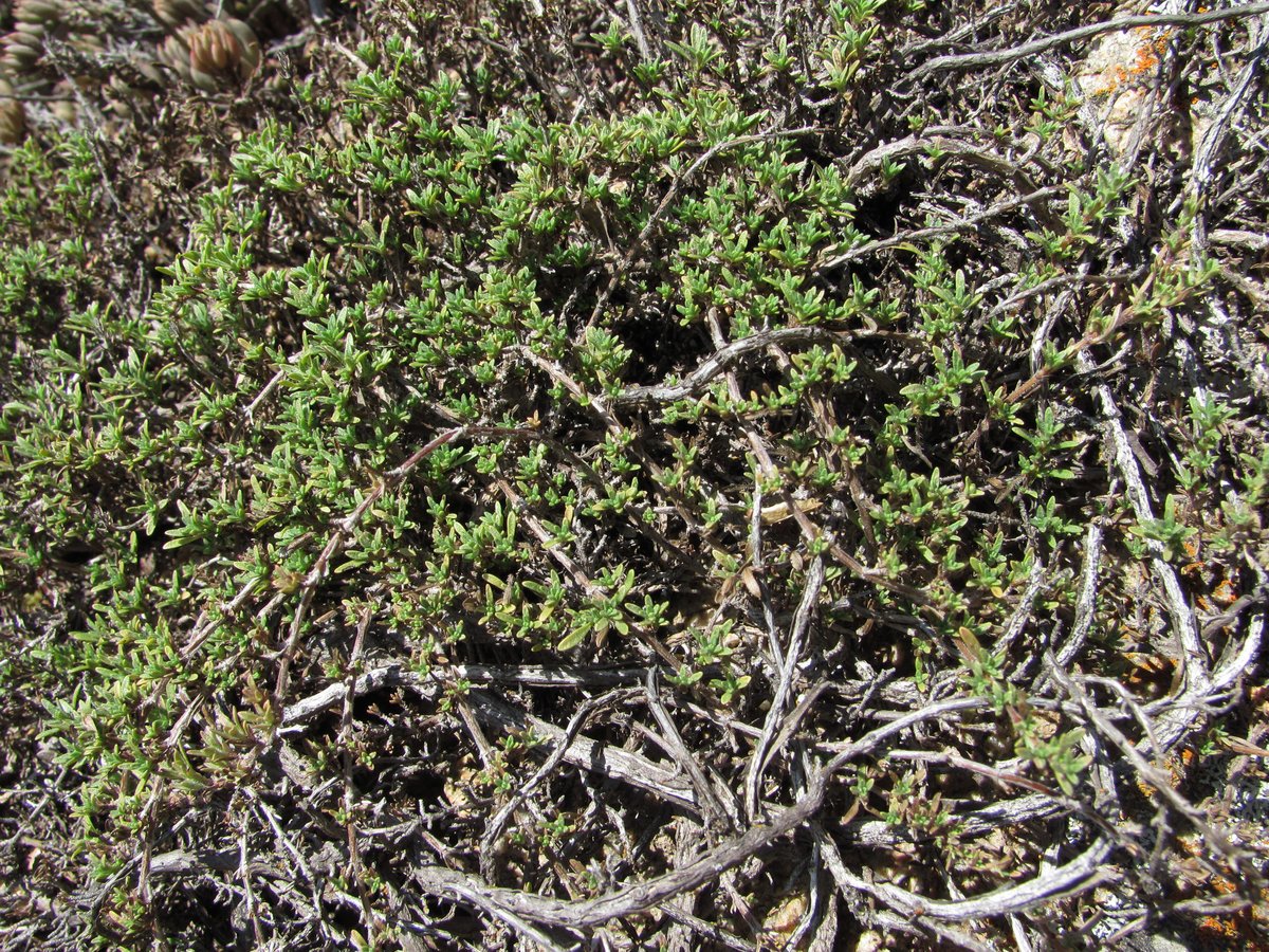 Изображение особи Thymus elisabethae.