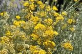 Helichrysum italicum. Верхушки цветущих растений. Южный Берег Крыма, пгт Партенит, ЛОК \"Айвазовское\", озеленение набережной. 03.08.2017.