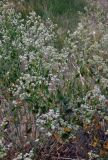 Lepidium latifolium. Побеги с соцветиями. Таджикистан, Фанские горы, долина р. Чапдара, ≈ 2500 м н.у.м., сухой склон у берега реки. 03.08.2017.