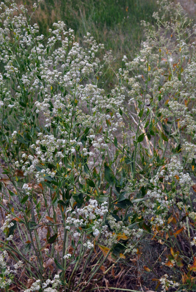 Изображение особи Lepidium latifolium.