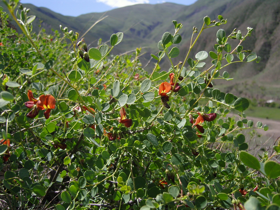 Изображение особи Colutea orientalis.