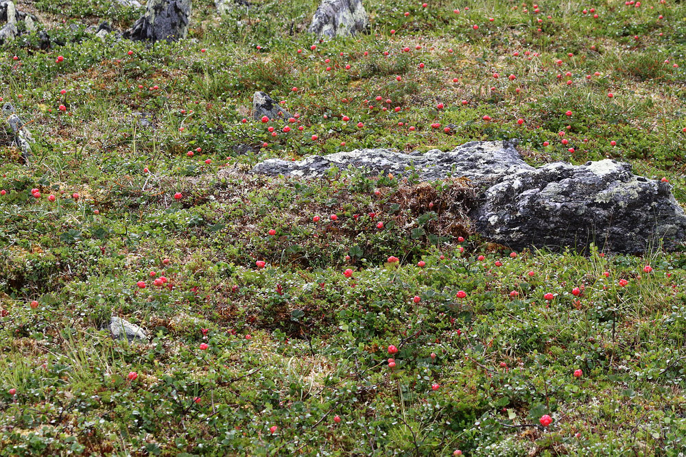 Изображение особи Rubus chamaemorus.