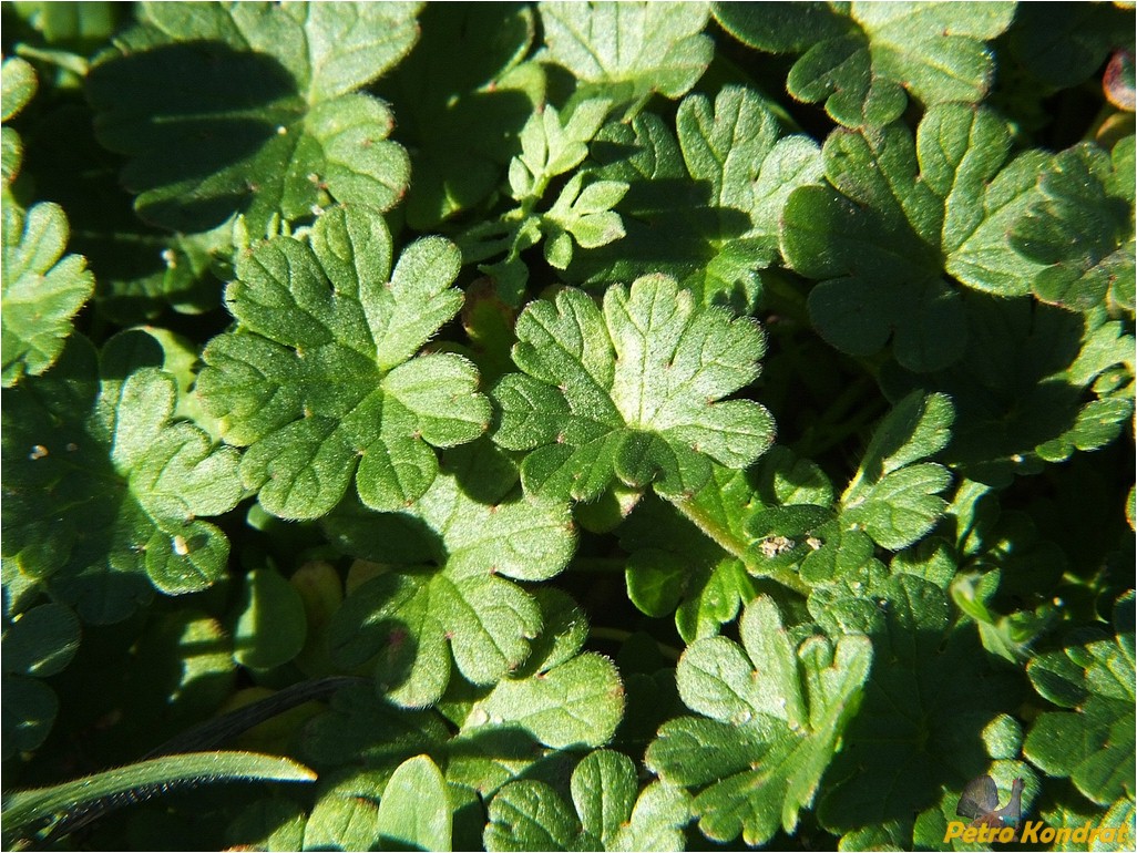 Image of Geranium molle specimen.