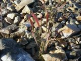 Hordeum jubatum. Плодоносящее растение. Чукотка, побережье бухты Провидения, каменистый участок. 02.07.2007.