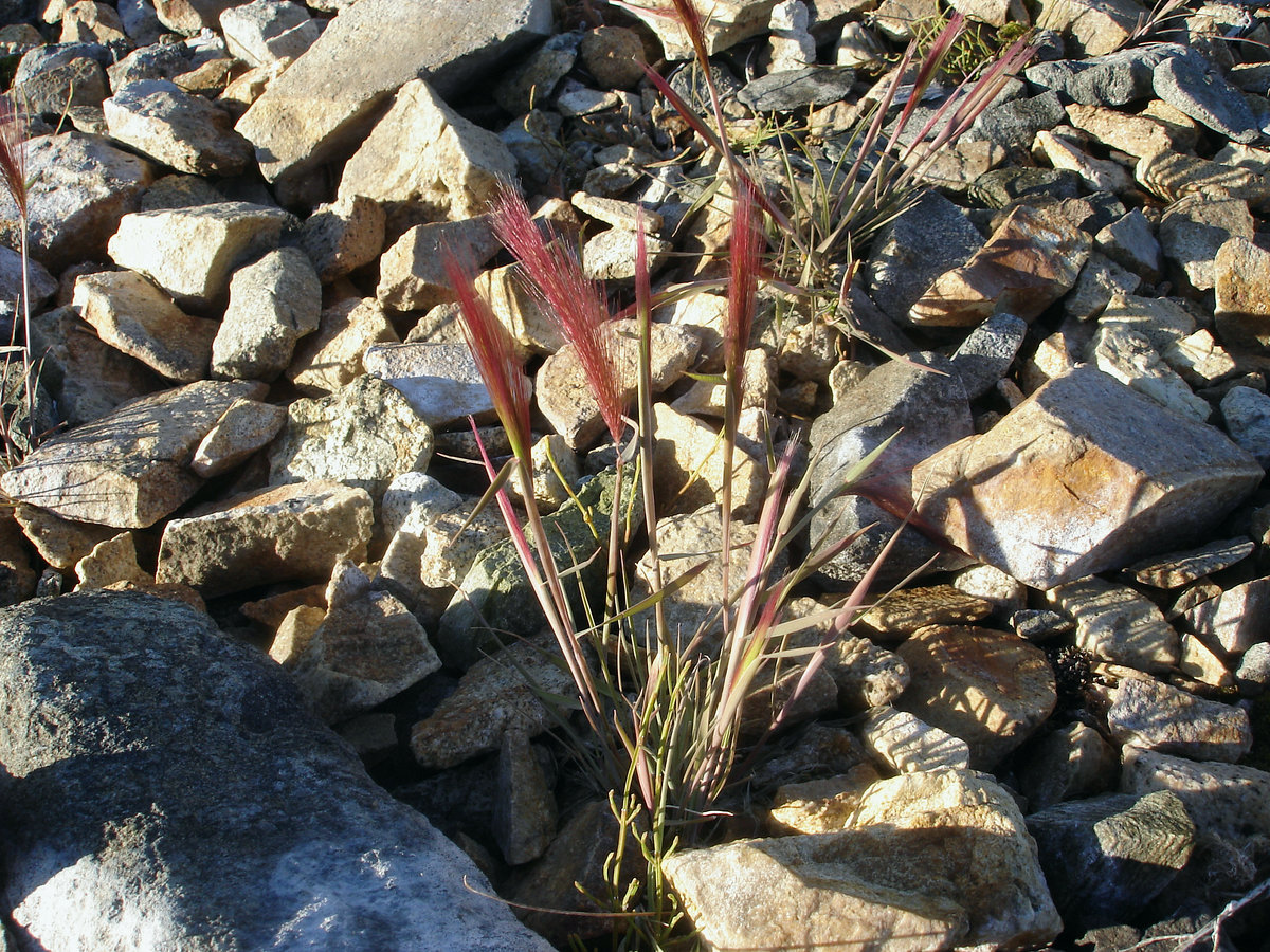 Image of Hordeum jubatum specimen.