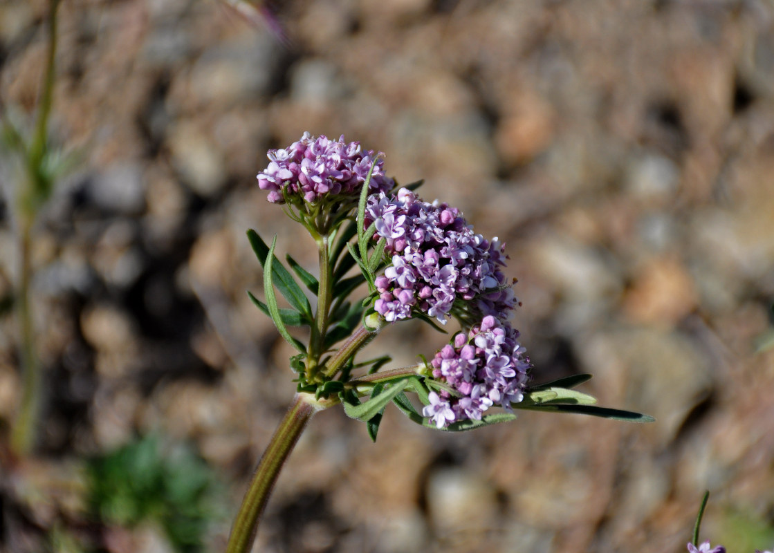 Изображение особи Valeriana alternifolia.