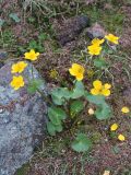 Caltha palustris