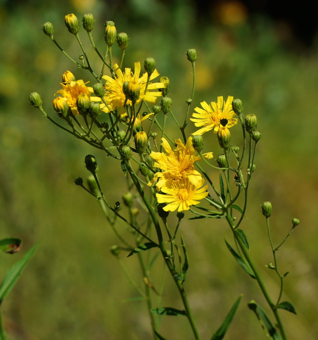 Изображение особи Hieracium umbellatum.