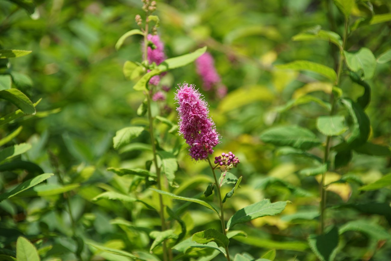 Изображение особи Spiraea &times; billardii.