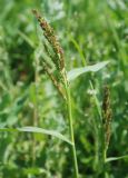 Echinochloa crus-galli. Верхушка растения с соцветиями. Московская обл., Истринский р-н, Павловская слобода. 28.06.2007.