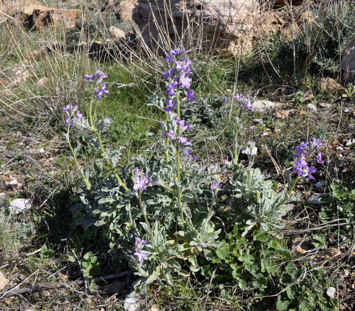 Изображение особи Matthiola sinuata.