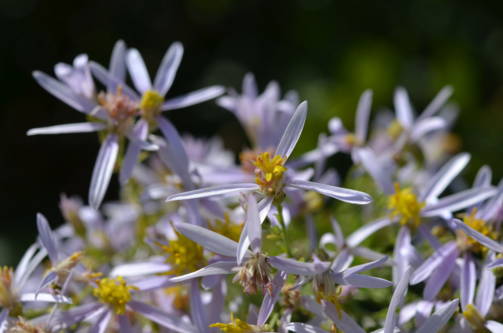 Изображение особи Galatella coriacea.