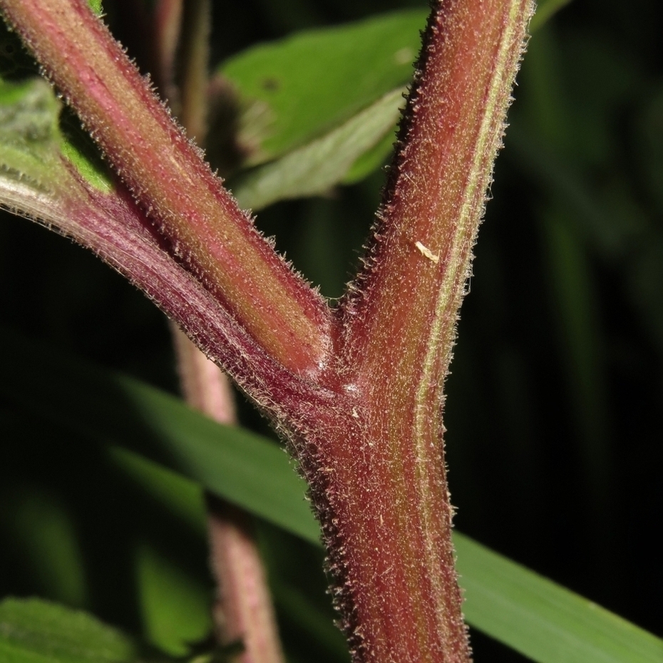 Изображение особи Arctium × ambiguum.