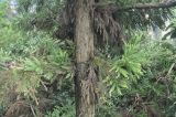 Cryptomeria japonica разновидность sinensis. Часть ствола с ветвями. Южный Китай, провинция Хунань, парк Zhangjiajie National Forest Park, лес на вершинном плато. 07.10.2017.