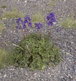 Delphinium caucasicum. Цветущее растение. Северный Кавказ, северные склоны Эльбруса, урочище \"Аэродром\", выс. ок. 2850 м н.у.м. 26.07.2011.