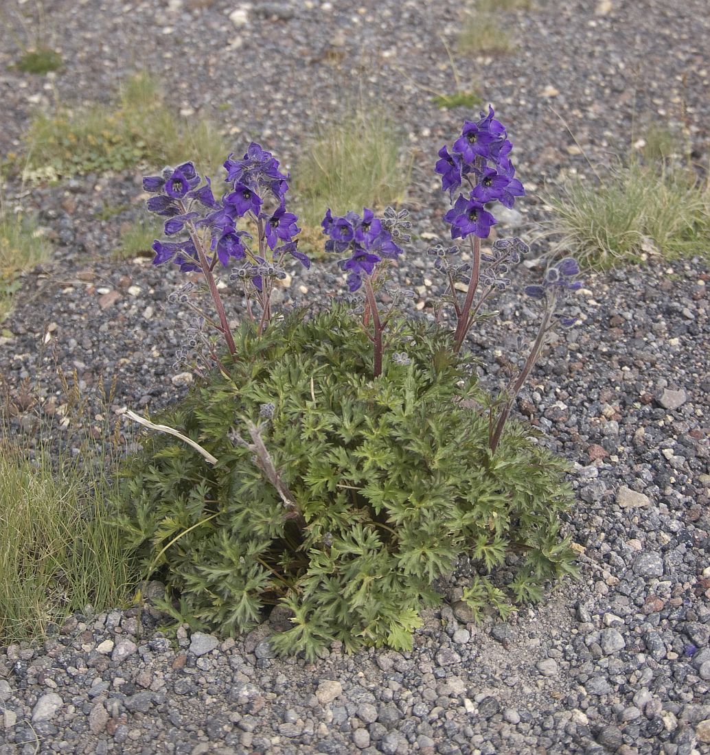 Image of Delphinium caucasicum specimen.