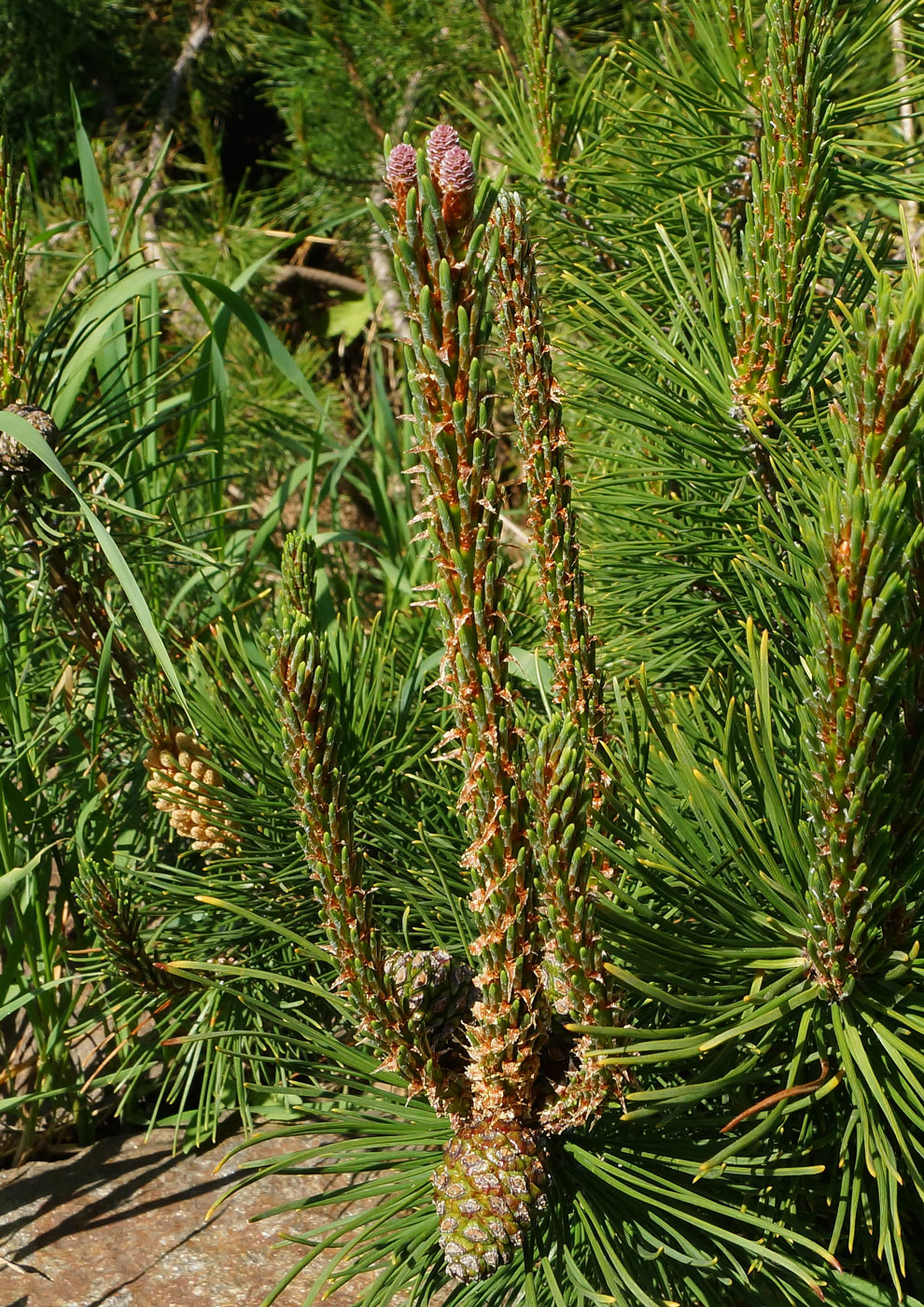 Изображение особи Pinus mugo.