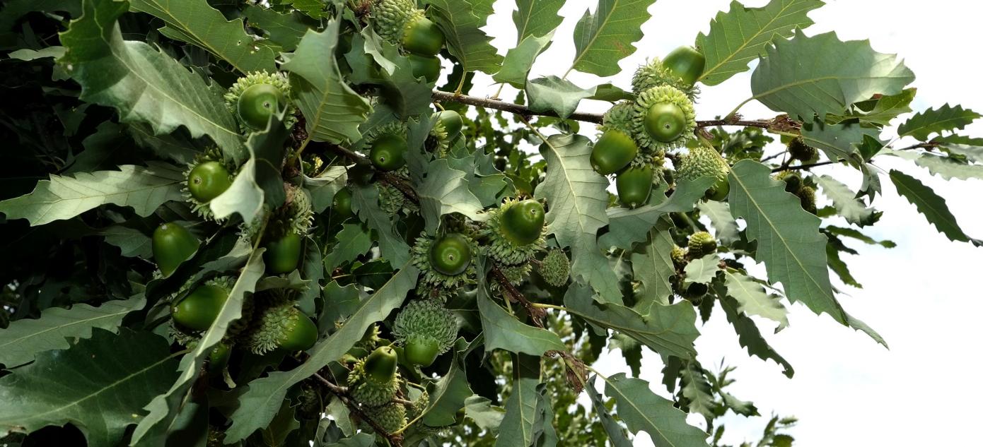 Image of Quercus castaneifolia specimen.