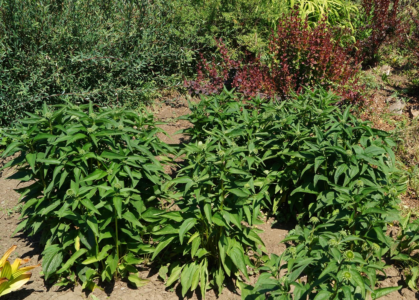 Image of Echinacea purpurea specimen.