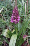 Dactylorhiza incarnata