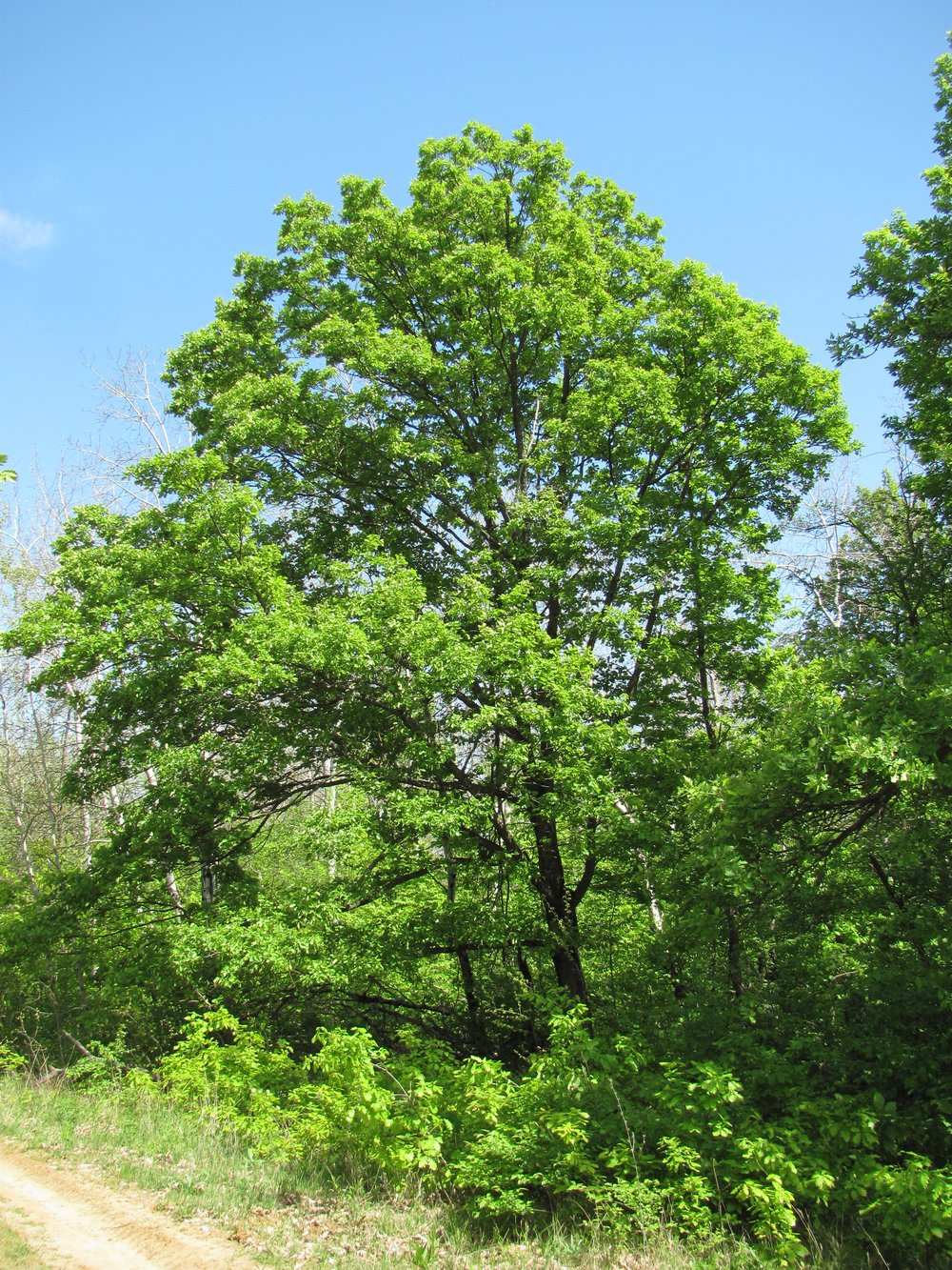 Изображение особи Quercus petraea.