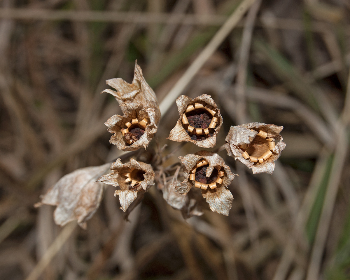 Image of Primula macrocalyx specimen.