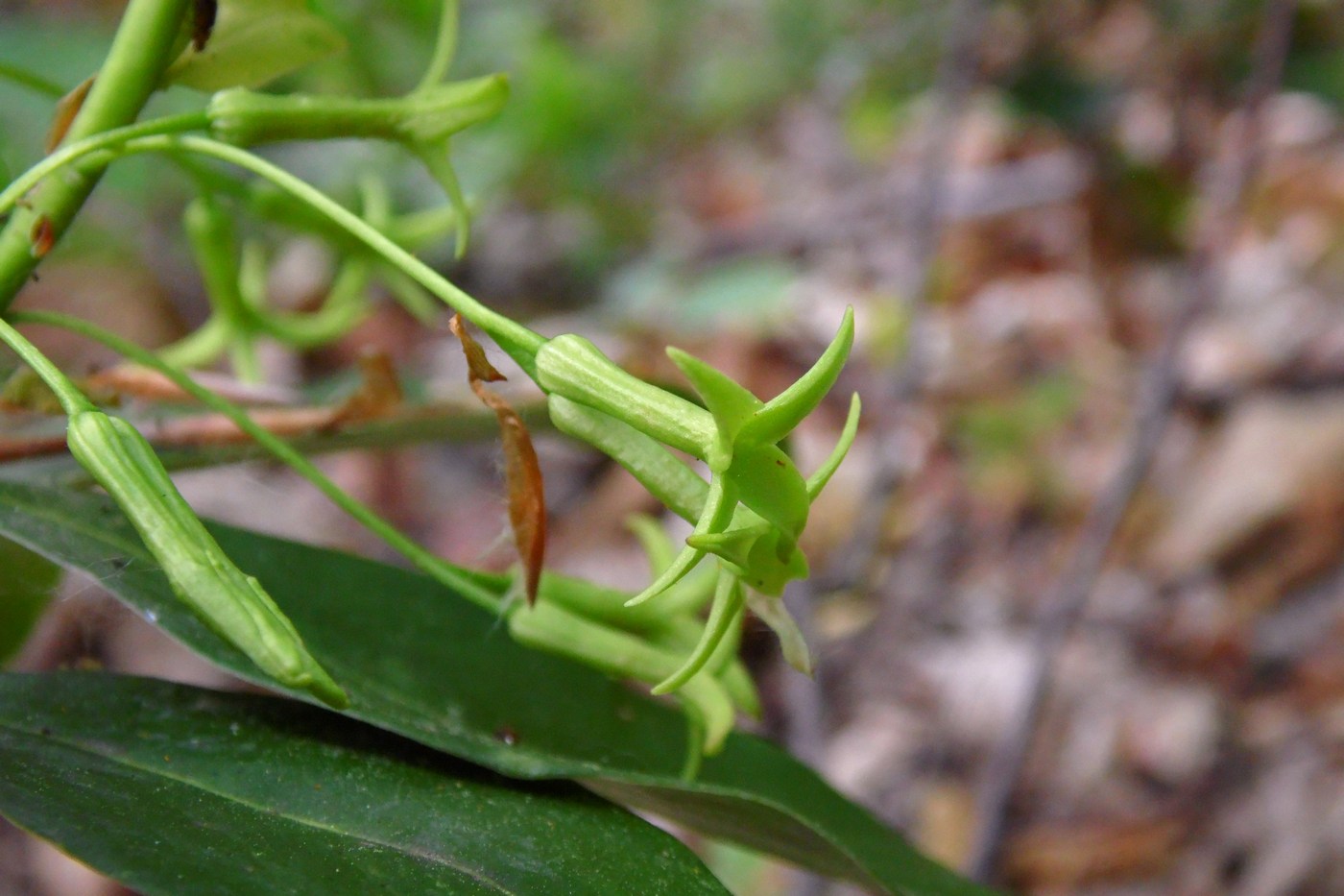 Image of Daphne albowiana specimen.