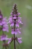 Stachys palustris
