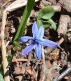 genus Scilla