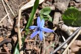 genus Scilla. Цветущее растение. Республика Адыгея, правый берег р. Курджипс чуть выше Овечьей пещеры. 01.05.2018.