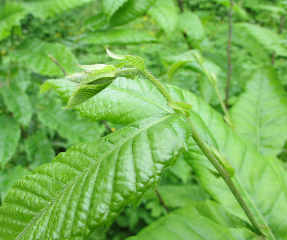 Изображение особи Castanea mollissima.