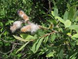 Salix purpurea. Ветвь с соплодиями. Крым, Байдарская долина. 27 мая 2010 г.