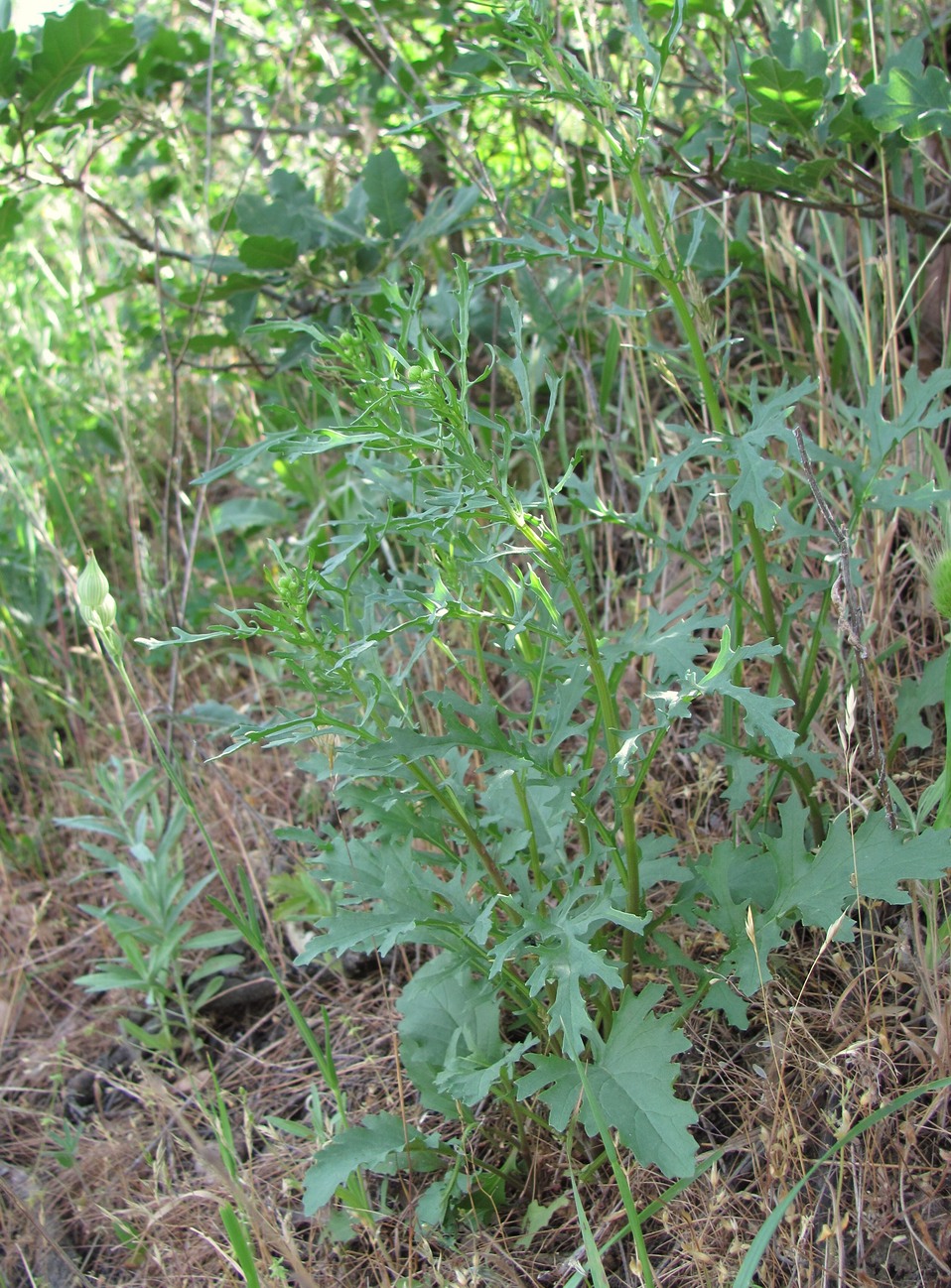 Изображение особи Senecio jacobaea.