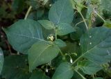Solanum nigrum