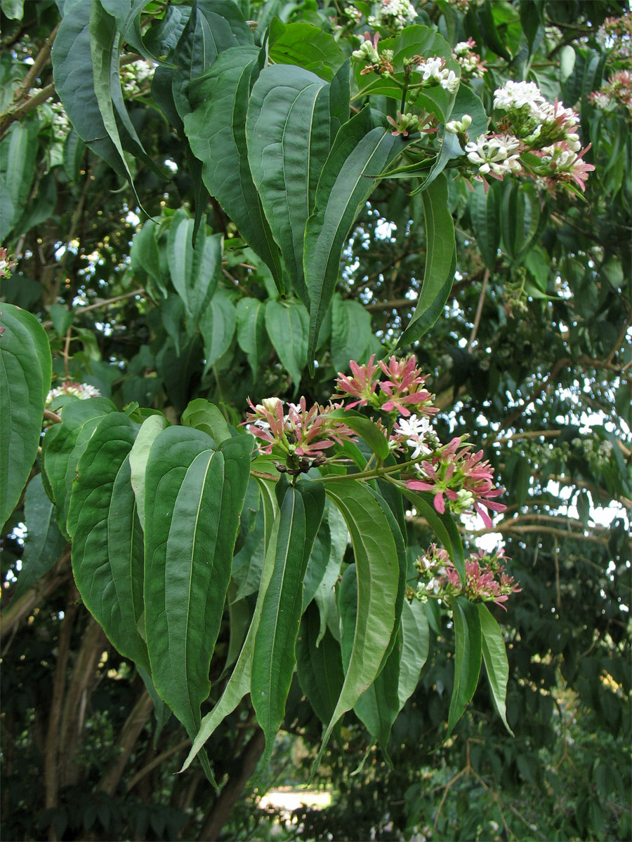 Изображение особи Heptacodium miconioides.