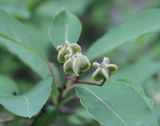 Exochorda korolkowii