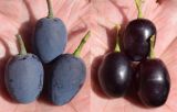 Vitis vinifera. Плоды, неочищенные и очищенные от пруинового налёта (сорт \"Чарос\"). Узбекистан, г. Андижан, частный двор, в культуре. 26.08.2018.