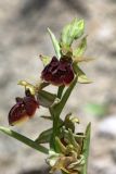 Ophrys mammosa subspecies caucasica. Соцветие (длина - 9,5 см). Краснодарский край, Анапский р-н, окр. с. Варваровка, приморский каменистый склон ЮЗ экспозиции. 24 апреля 2018 г.