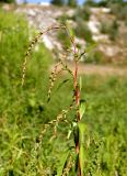 Persicaria hydropiper. Верхняя часть цветущего и плодоносящего растения. Украина, г. Луганск, балка Мощинский яр, заболоченный луг на днище балки. 28.08.2018.