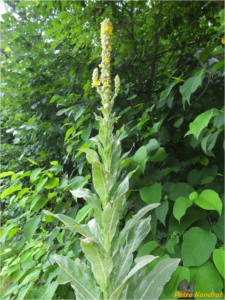 Image of Verbascum densiflorum specimen.