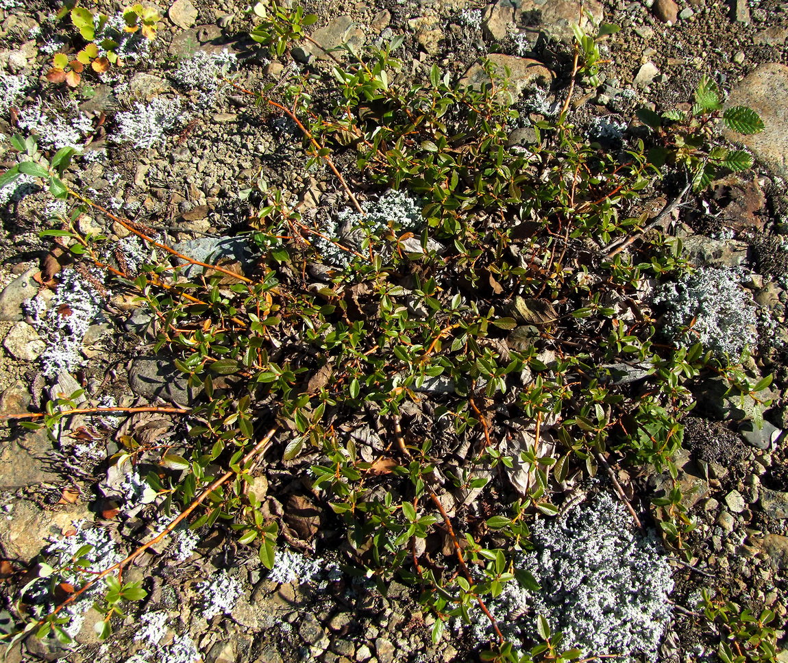 Изображение особи Salix saxatilis.