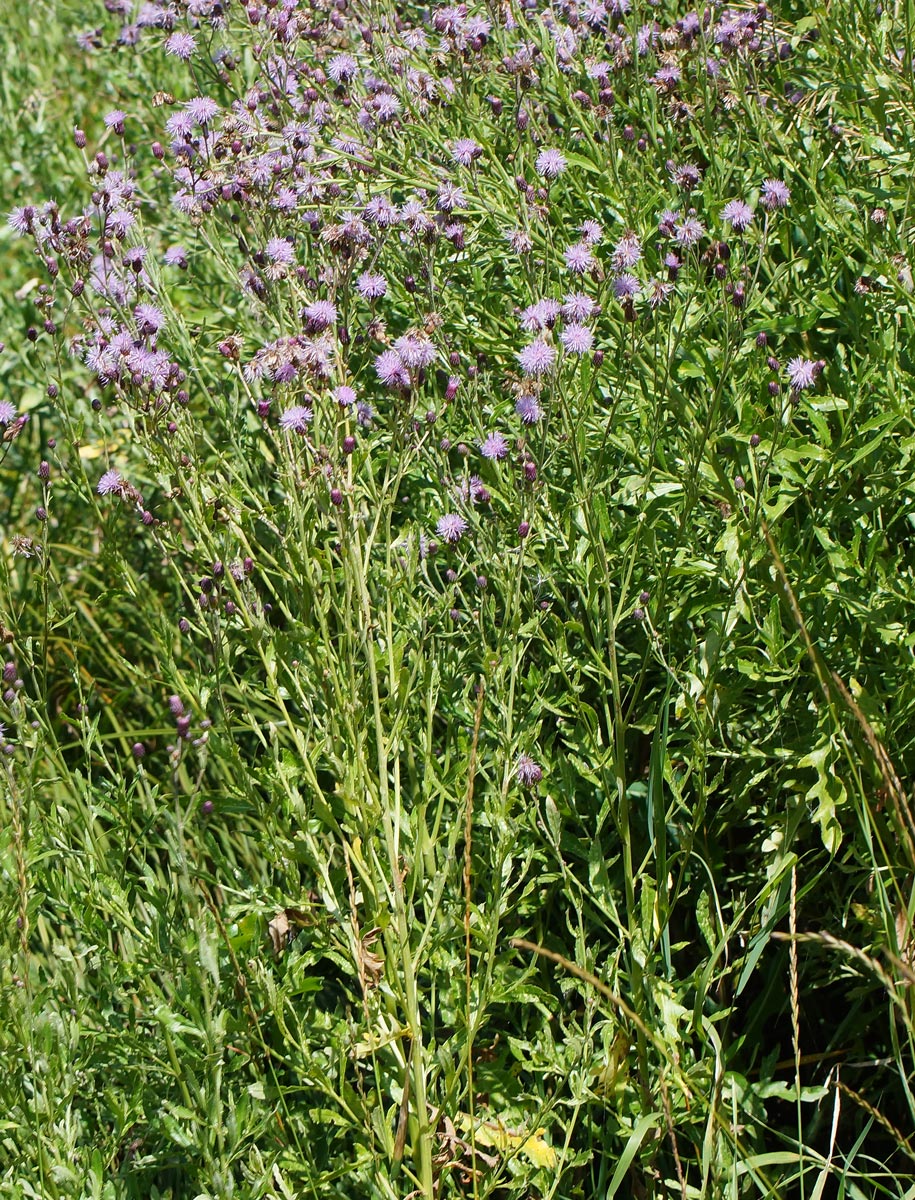 Image of Cirsium setosum specimen.